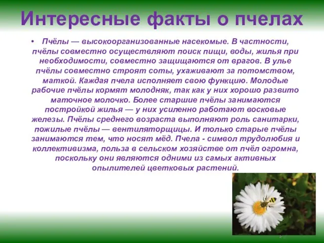 Интересные факты о пчелах Пчёлы — высокоорганизованные насекомые. В частности, пчёлы совместно