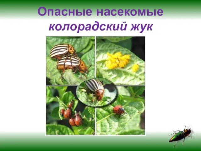 Опасные насекомые колорадский жук