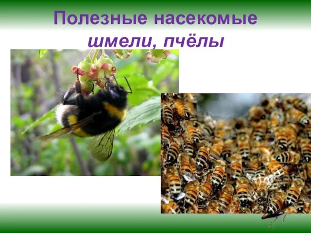 Полезные насекомые шмели, пчёлы