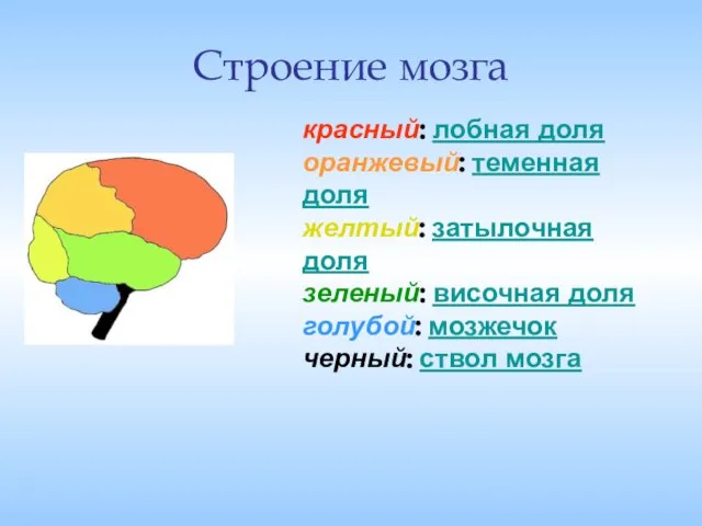 Строение мозга красный: лобная доля оранжевый: теменная доля желтый: затылочная доля зеленый: