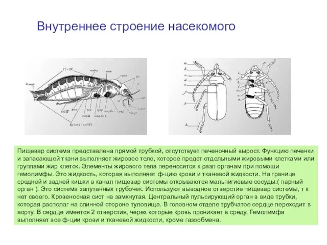 Внутреннее строение насекомого Пищевар система представлена прямой трубкой, отсутствует печеночный вырост. Функцию