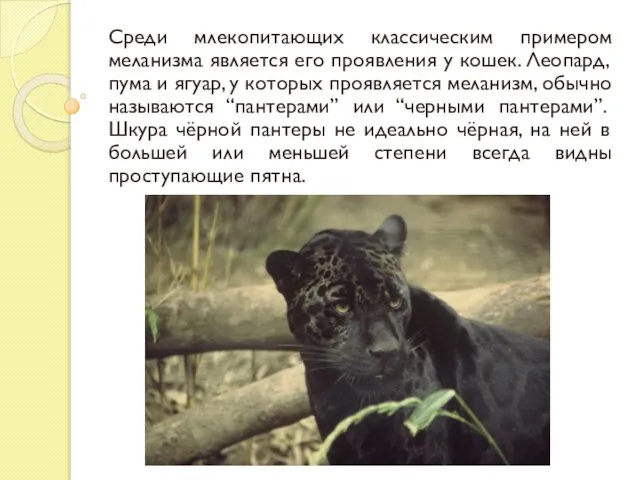 Среди млекопитающих классическим примером меланизма является его проявления у кошек. Леопард, пума