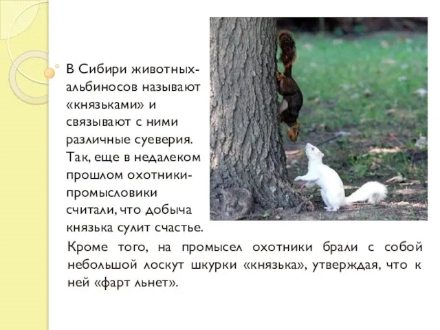 В Сибири животных-альбиносов называют «князьками» и связывают с ними различные суеверия. Так,