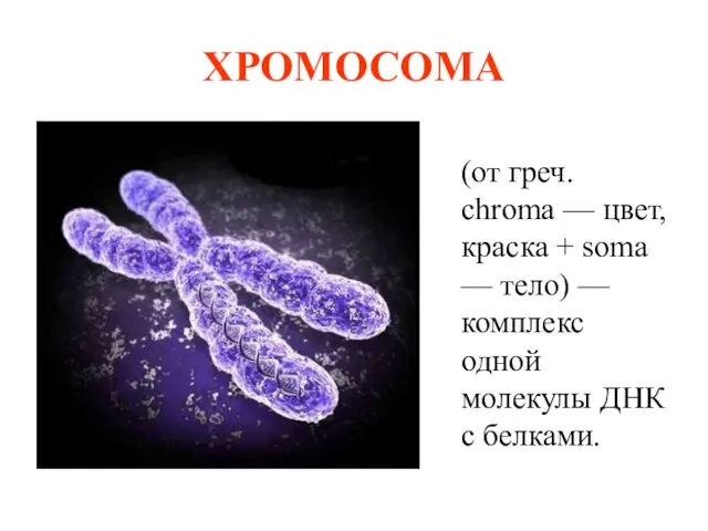 ХРОМОСОМА (от греч. chroma — цвет, краска + soma — тело) —