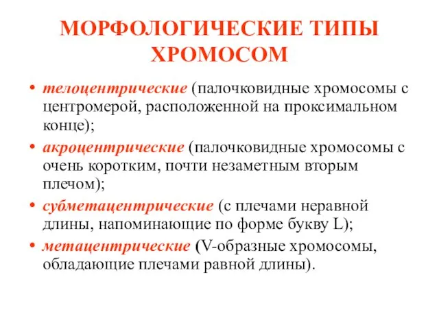 МОРФОЛОГИЧЕСКИЕ ТИПЫ ХРОМОСОМ телоцентрические (палочковидные хромосомы с центромерой, расположенной на проксимальном конце);