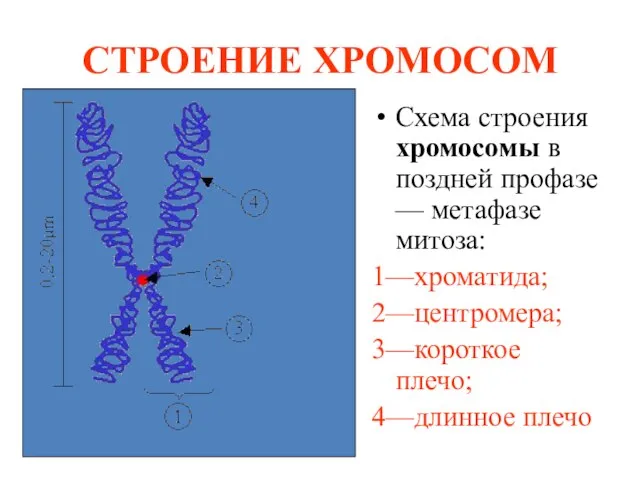 СТРОЕНИЕ ХРОМОСОМ Схема строения хромосомы в поздней профазе — метафазе митоза: 1—хроматида;