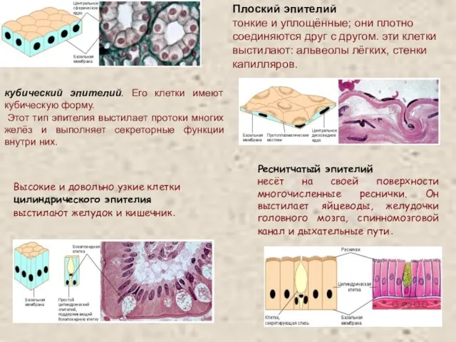 кубический эпителий. Его клетки имеют кубическую форму. Этот тип эпителия выстилает протоки