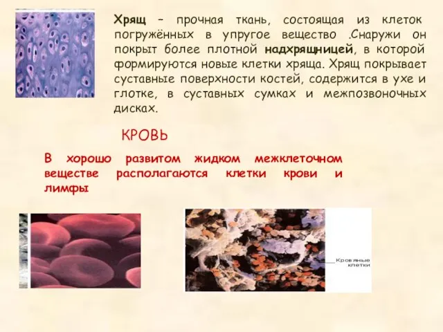 Хрящ – прочная ткань, состоящая из клеток погружённых в упругое вещество .Снаружи