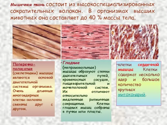 Мышечная ткань состоит из высокоспециализированных сократительных волокон. В организмах высших животных она