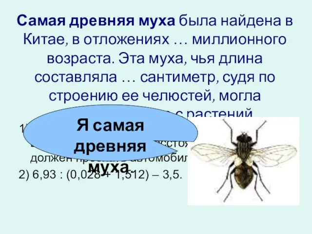 Самая древняя муха была найдена в Китае, в отложениях … миллионного возраста.