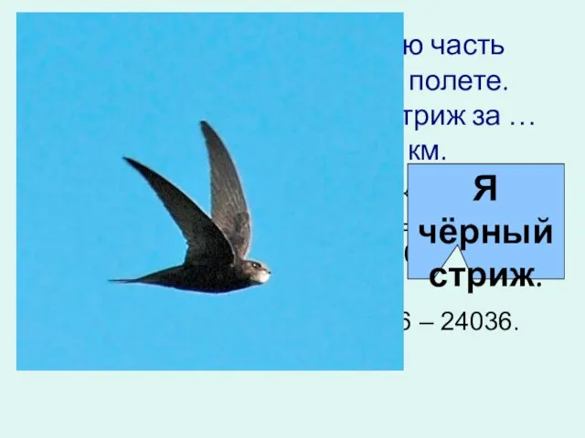 Черный стриж большую часть своей жизни проводит в полете. Подсчитано, что чёрный