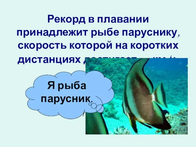 Рекорд в плавании принадлежит рыбе паруснику, скорость которой на коротких дистанциях достигает