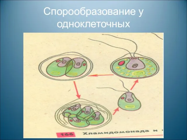 Спорообразование у одноклеточных