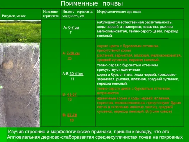 Поименные почвы Изучив строение и морфологические признаки, пришли к выводу, что это