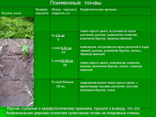 Поименные почвы Изучив строение и морфологические признаки, пришли к выводу, что это