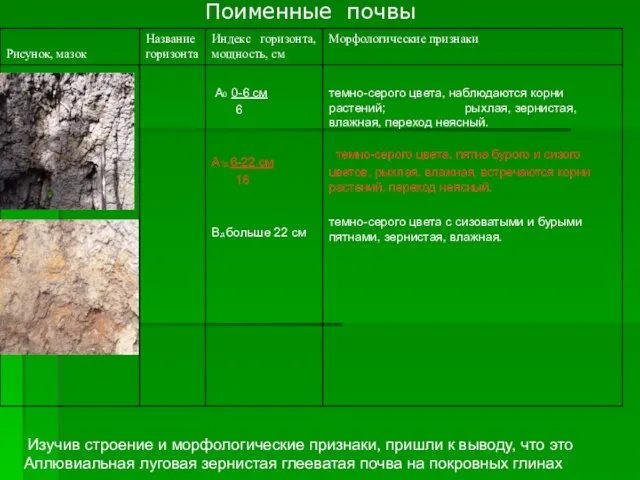 Поименные почвы Изучив строение и морфологические признаки, пришли к выводу, что это