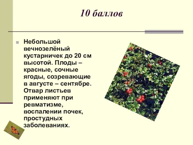 10 баллов Небольшой вечнозелёный кустарничек до 20 см высотой. Плоды – красные,