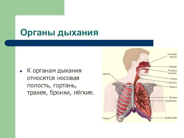 Органы дыхания К органам дыхания относятся носовая полость, гортань, трахея, бронхи, лёгкие.