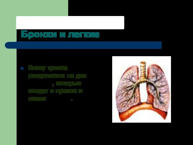 Бронхи и легкие Внизу трахея разделяется на два бронха, которые входят в правое и левое лёгкие.