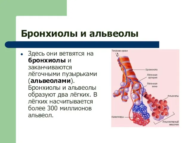 Бронхиолы и альвеолы Здесь они ветвятся на бронхиолы и заканчиваются лёгочными пузырьками