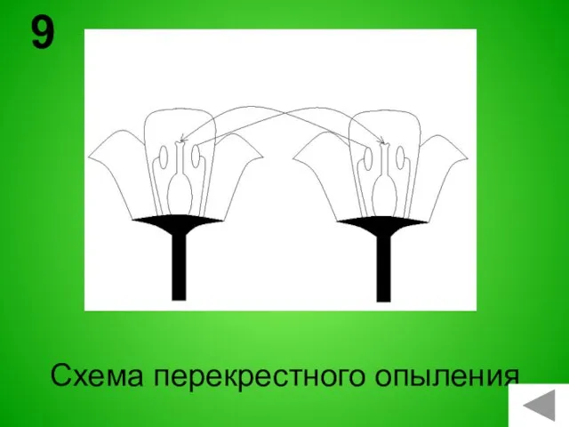 Схема перекрестного опыления 9