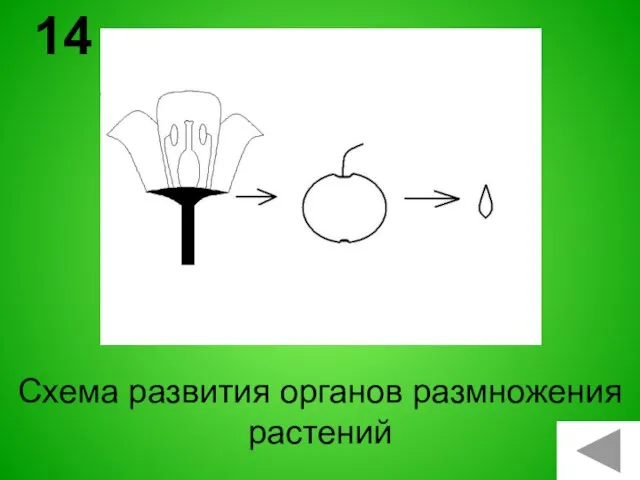 Схема развития органов размножения растений 14