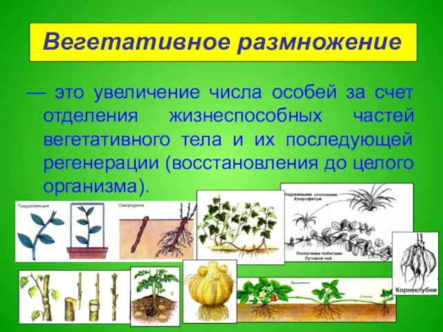 Вегетативное размножение — это увеличение числа особей за счет отделения жизнеспособных частей