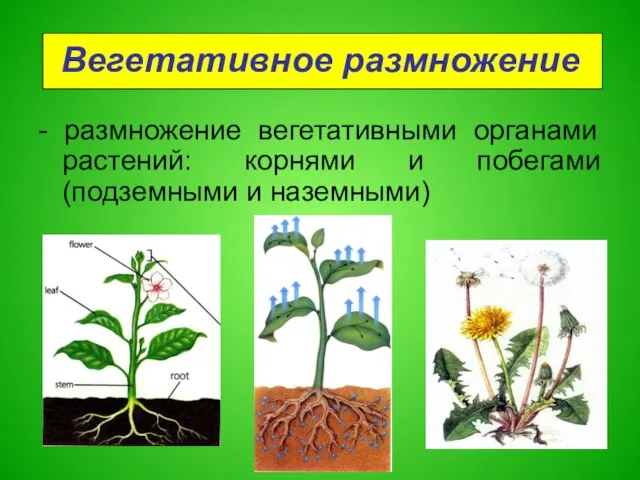 - размножение вегетативными органами растений: корнями и побегами (подземными и наземными) Вегетативное размножение