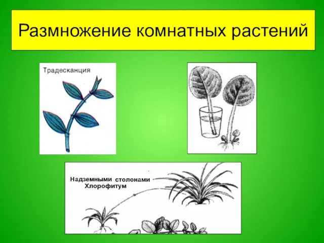 Размножение комнатных растений