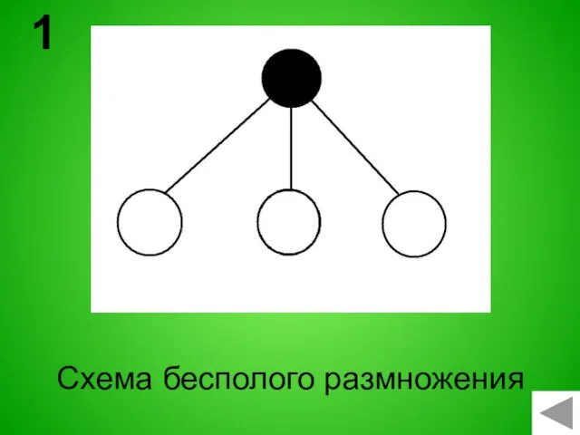 Схема бесполого размножения 1