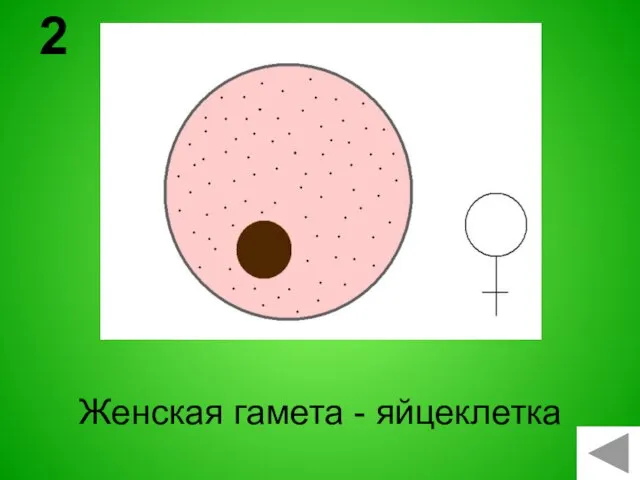 Женская гамета - яйцеклетка 2