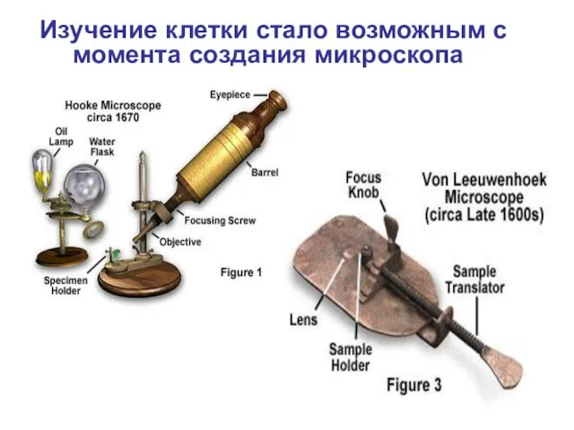 Изучение клетки стало возможным с момента создания микроскопа