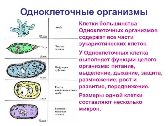 Одноклеточные организмы Клетки большинства Одноклеточных организмов содержат все части эукариотических клеток. У