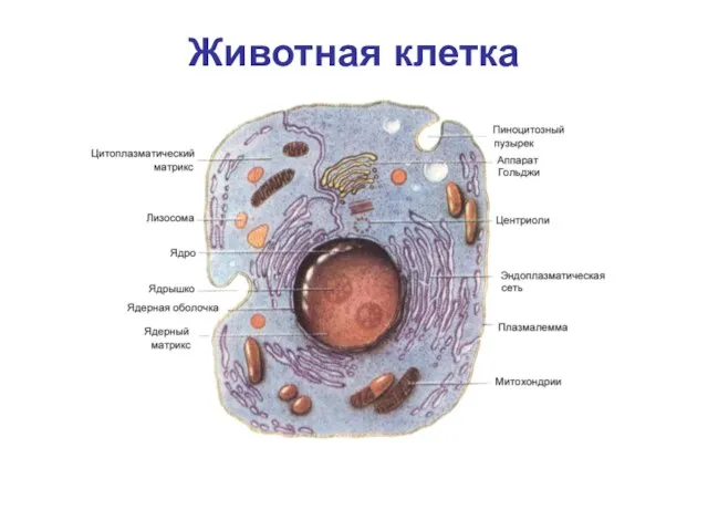 Животная клетка