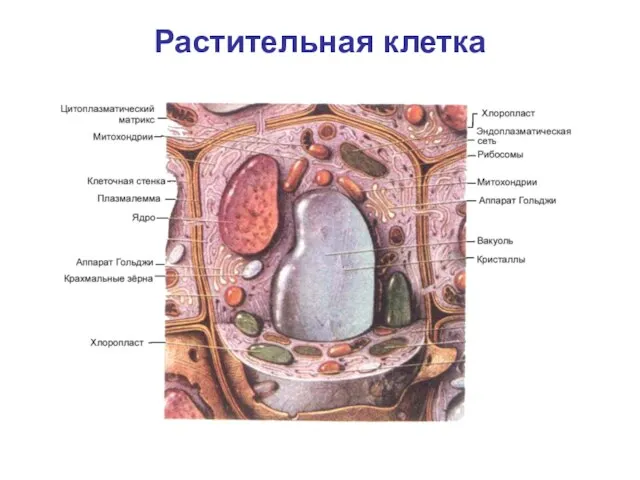 Растительная клетка