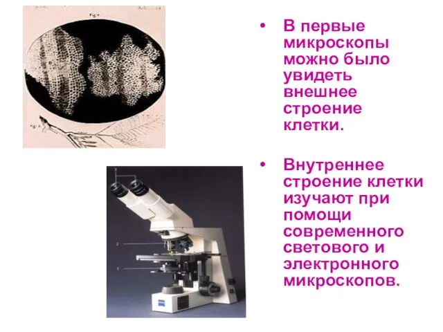 В первые микроскопы можно было увидеть внешнее строение клетки. Внутреннее строение клетки
