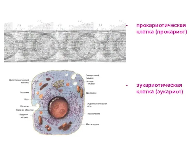 прокариотическая клетка (прокариот) эукариотическая клетка (эукариот)