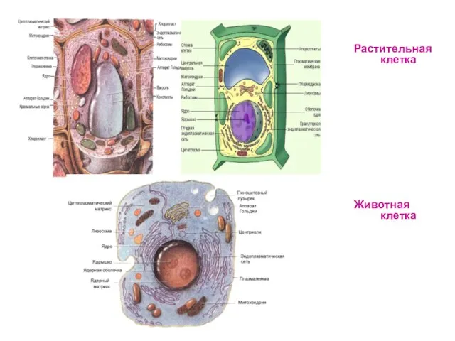 Растительная клетка Животная клетка