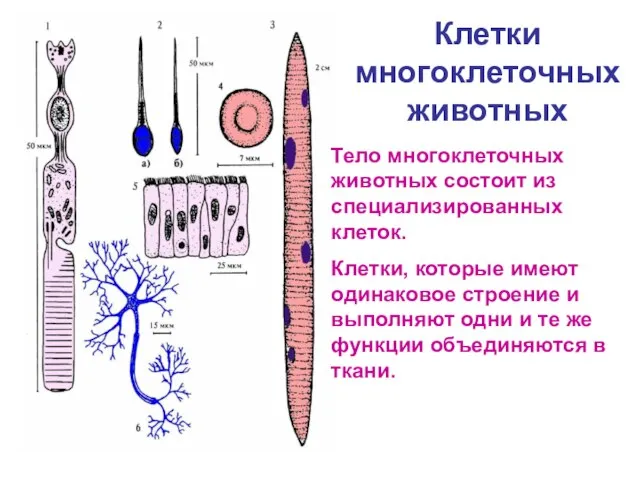 Клетки многоклеточных животных Тело многоклеточных животных состоит из специализированных клеток. Клетки, которые