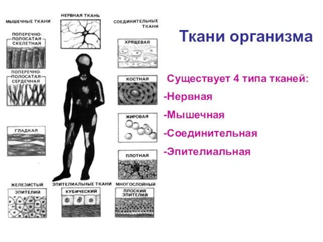 Ткани организма Существует 4 типа тканей: Нервная Мышечная Соединительная Эпителиальная