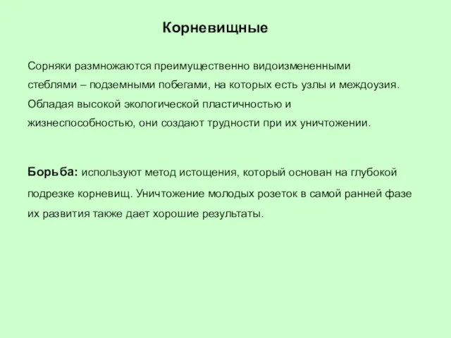 Корневищные Сорняки размножаются преимущественно видоизмененными стеблями – подземными побегами, на которых есть