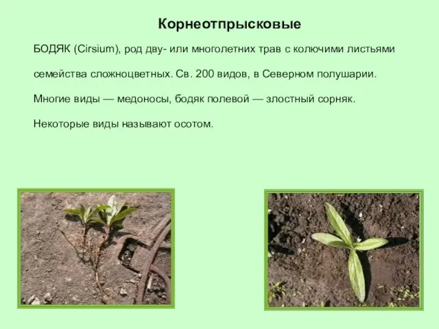 БОДЯК (Cirsium), род дву- или многолетних трав с колючими листьями семейства сложноцветных.