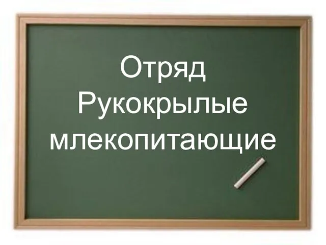 Отряд Рукокрылые млекопитающие