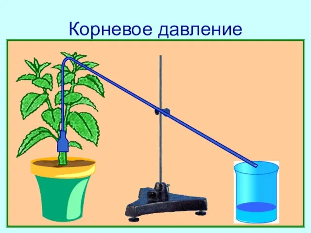 Корневое давление