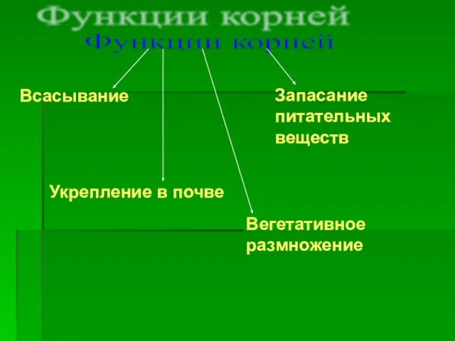 Функции корней Всасывание Укрепление в почве Вегетативное размножение Запасание питательных веществ