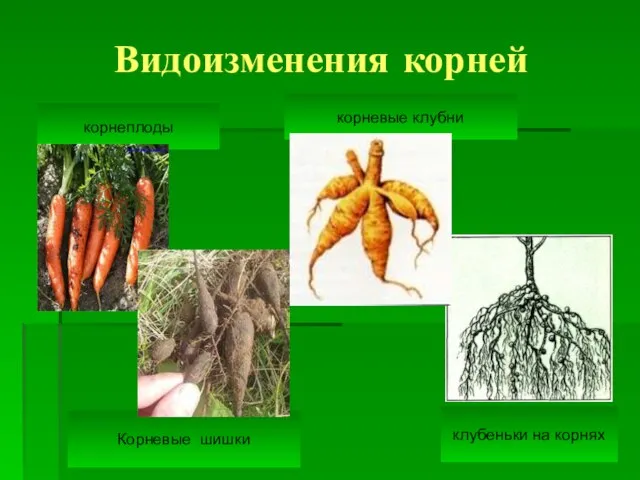 Видоизменения корней корнеплоды корневые клубни Корневые шишки клубеньки на корнях