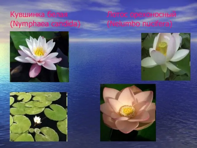 Кувшинка белая (Nymphaea candida) Лотос oрехоносный (Nelumbo nucifera)