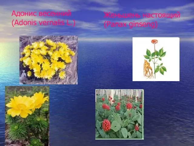 Адонис весенний (Adonis vernalis L.) Женьшень настоящий (Panax ginseng)