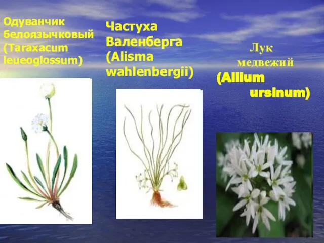 Одуванчик белоязычковый (Taraxacum leueoglossum) Частуха Валенберга (Alisma wahlenbergii) Лук медвежий (Allium ursinum)