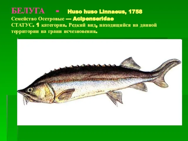 БЕЛУГА - Huso huso Linnaeus, 1758 Семейство Осетровые — Acipenseridae СТАТУС. 1